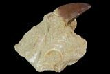Mosasaur (Prognathodon) Tooth In Rock - Morocco #101556-1